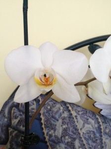 My beautiful Orchid - Blooming in my sunroom.