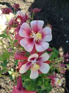 Columbine