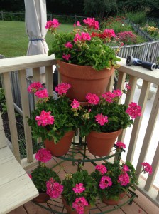 my geraniums are finally blooming
