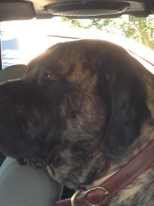 Maggie is camera shy