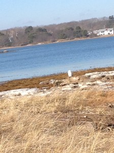 Snowy Owl - Biddeford Pool