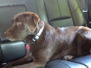 Gracie loves the car