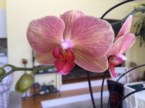 thinking of Spring flowers. This is the second re-bloom for this orchid.