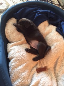 Stella - one of her rare quiet moments!